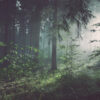forest-2 Sociologi/Social-psykologi